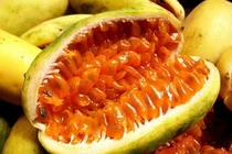 Cây từng mọc bờ mọc bụi, đem về nhà trồng cho quả “hốt bạc” 60.000 đồng/kg