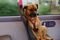 Chú chó ngồi buồn thiu trên xe buýt khiến dân tình xót xa