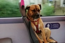 Chú chó ngồi buồn thiu trên xe buýt khiến dân tình xót xa