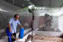 Chuyện lạ Thanh Hóa: Nuôi loài ruồi chết... quá sớm, kiếm bộn tiền 