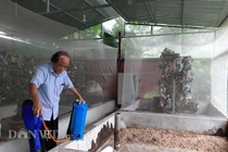 Chuyện lạ Thanh Hóa: Nuôi loài ruồi chết... quá sớm, kiếm bộn tiền 