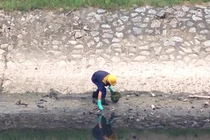 Công nhân mỏi tay nhặt cá chết trắng, nước sông Tô Lịch lại đen xì