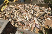 Vụ cá chết nghi do đầu độc: Hiện trường đáng sợ!