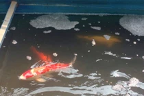 Đàn cá Koi Nhật Bản thế nào sau 2 ngày thả xuống sông Tô Lịch?