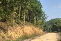 Kỳ lạ, hàng cây tiền tỷ 'tự mọc' trong khuôn viên dự án ở Quảng Ninh