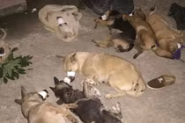 Truy bắt nhóm cẩu tặc đi từ Hà Nội lên Hòa Bình trộm hơn 1 tạ chó