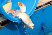 Cận cảnh cá chép Nhật Bản bơi ở sông Tô Lịch