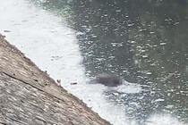 Tá hỏa phát hiện thi thể nam giới tử vong trên sông Kim Ngưu