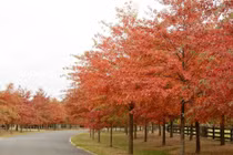 Sau 9 năm vợ chồng, giờ mình là người dưng, anh nhé