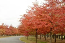 Sau 9 năm vợ chồng, giờ mình là người dưng, anh nhé