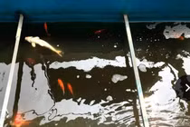 Cá Koi Nhật Bản chết khi thả xuống nước sông Tô Lịch