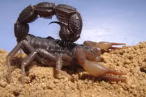 Bọ cạp ăn gì, vì sao nọc của chúng lại cực độc ai cũng khiếp sợ?