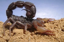 Bọ cạp ăn gì, vì sao nọc của chúng lại cực độc ai cũng khiếp sợ?