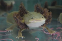 Loài “cá có chân”, tự mọc lại phần cơ thể bị mất từng khiến dân chơi Việt “phát sốt”