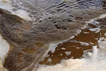 Đã tìm ra nguyên nhân khiến nước biển chuyển màu ở Quảng Ngãi 