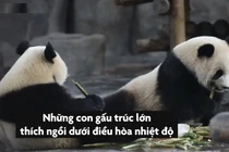 Video: Nắng nóng gay gắt, sở thú cho động vật nằm trên tảng băng lớn