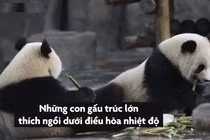 Video: Nắng nóng gay gắt, sở thú cho động vật nằm trên tảng băng lớn