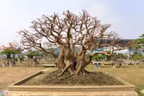 Cây cảnh giá nửa tỷ ào ạt xuất hiện dịp cuối năm 