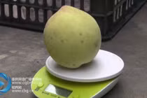 Chi 40 triệu, có ngay quả "đào vua" ăn 3 miếng là... hết