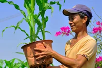 Biến cây trái thành hàng độc lạ, mỗi năm bỏ túi hơn 1 tỷ đồng