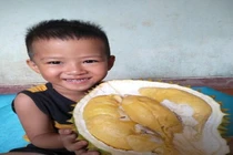 Lạ lùng: Hạt sầu riêng được thu mua gía cao hơn... quả