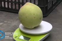 Chi 40 triệu, có ngay quả "đào vua" ăn 3 miếng là... hết