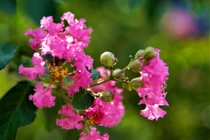 Ngắm hàng tường vi hồng lãng mạn bên tán phong xanh trên phố Hà Nội