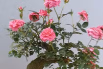 Những loại hoa hồng đắt hàng hơn cả hoa mai, hoa đào dịp Tết