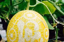 Ngắm giàn dưa lưới in chữ siêu độc của chàng trai 9X Đồng Tháp