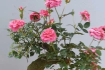 Những loại hoa hồng đắt hàng hơn cả hoa mai, hoa đào dịp Tết
