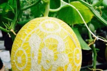 Ngắm giàn dưa lưới in chữ siêu độc của chàng trai 9X Đồng Tháp