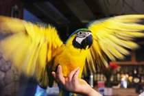 Xem “đại gia” Việt đổ tiền vào chơi chim cảnh