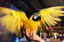 Xem “đại gia” Việt đổ tiền vào chơi chim cảnh