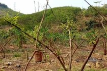 Trồng táo lấy quả xong chặt cành, chặt sát gốc lại mới hay