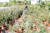 "Vườn tình yêu" toàn hồng ta giá tiền tỷ của chàng trai quê lúa