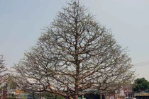 "Cụ" mai 100 tuổi độc nhất miền Tây: Ra giá 1,6 tỷ đồng