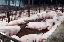 Tiêu hủy ngay 3.750 con heo bị tiêm thuốc an thần