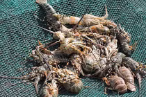 Tôm hùm Lý Sơn siêu đắt bất ngờ chết hàng loạt