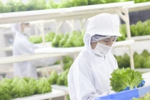 Trang trại rau diếp xanh mướt "nấp" trong phòng làm việc của Fujitsu