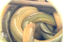 Phát hãi ngàn con lươn quấn nhau lúc nhúc trong can nhựa