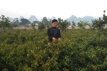 Cả làng rủng rỉnh tiền tiêu quanh năm nhờ cây xạ đen