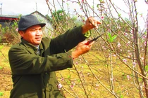 Trồng đào lấy quả và làm du lịch, lãi hơn trăm triệu/năm