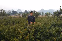 Cả làng rủng rỉnh tiền tiêu quanh năm nhờ cây xạ đen