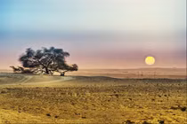 Kỳ lạ những điểm du lịch hút khách chỉ vì… 1 cái cây