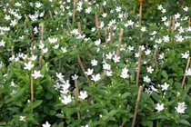 Kỹ thuật trồng cây mai chỉ thiên để trừ tà mang may mắn quanh năm