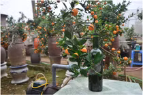 Độc đáo quất cảnh trồng trong chai thủy tinh ở Tứ Liên