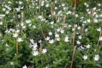 Kỹ thuật trồng cây mai chỉ thiên để trừ tà mang may mắn quanh năm