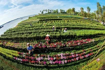 Những cánh đồng hoa Tết Mậu Tuất đẹp ngất ngây ở An Giang
