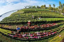 Những cánh đồng hoa Tết Mậu Tuất đẹp ngất ngây ở An Giang