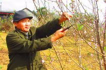 Trồng đào lấy quả và làm du lịch, lãi hơn trăm triệu/năm